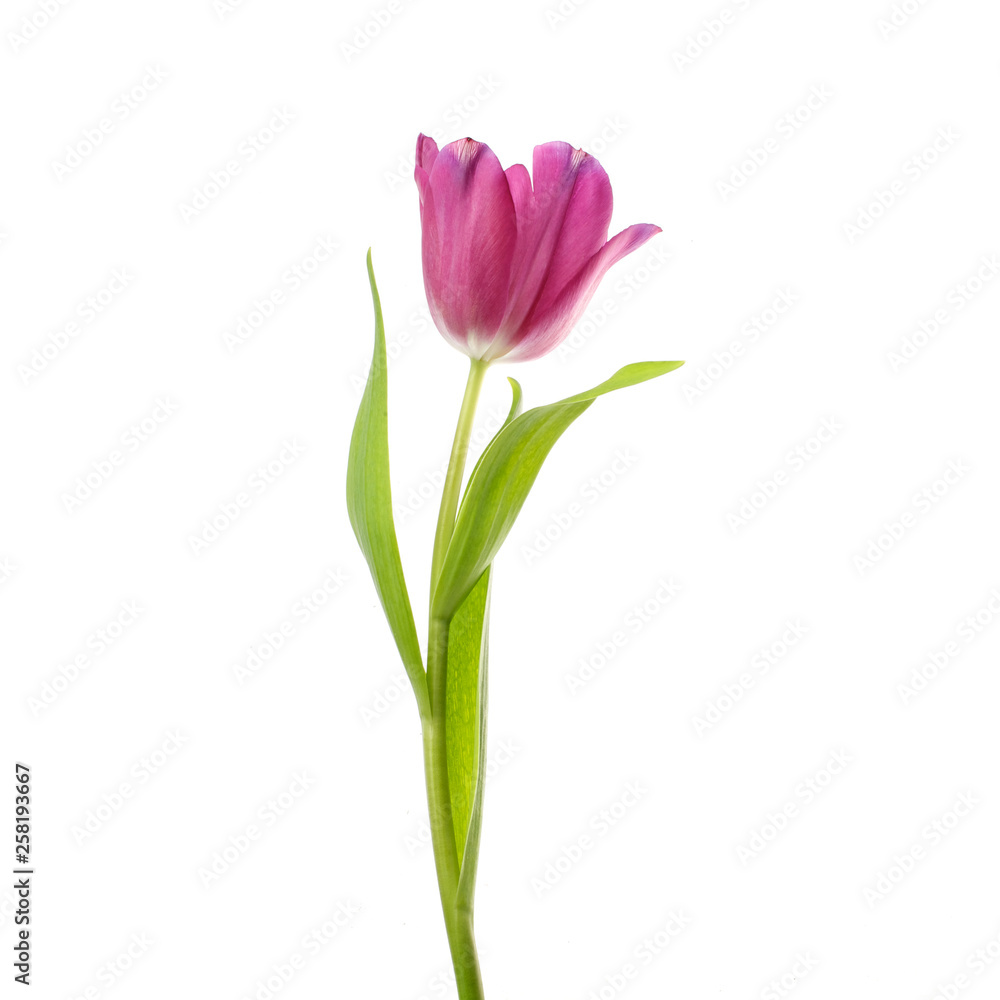 lilac tulip flower head isolated on white - obrazy, fototapety, plakaty 