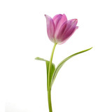 Fototapeta Tulipany - lilac tulip flower head isolated on white