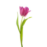 Fototapeta Tulipany - lilac tulip flower head isolated on white