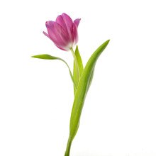 Lilac Tulip Flower Head Isolated On White