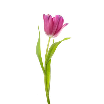 lilac tulip flower head isolated on white