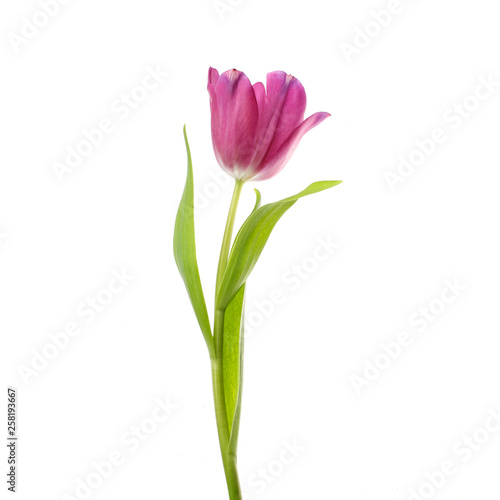 lilac tulip flower head isolated on white Canvas Print