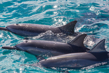 Kauai, Hawaii - 3 Hawaiian Spinner dolphins taking a breath at the surface