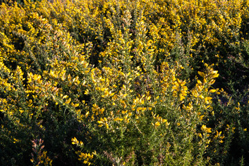 Wall Mural - Yellow Gorse in flower