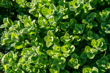 Wall Mural - Wild peppermint background on sunny day . Nature background