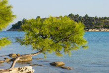 Tropic Edge Of Forest In Aegean Sea Lagoon Rocky Waterfront Beach Shoreline With Vivid Green Cedar Branches Above The Water Scenery Landscape Wallpaper Pattern With Empty Copy Space For Text