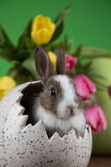 Wall Mural - Baby bunny and egg on tulip flowers background