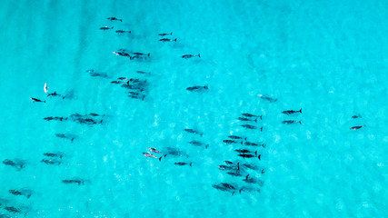 Dolphin pod in blue water from above