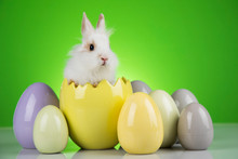 Bunny With Easter Eggs On Green Background