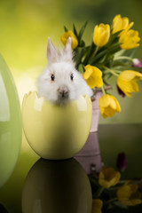 Wall Mural - Cute little rabbit with tulips