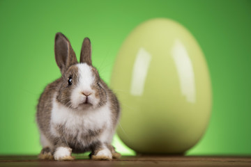 Wall Mural - Bunny, rabbit and easter eggs on green background