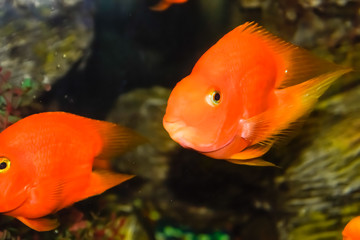 Scaridae red in the aquarium