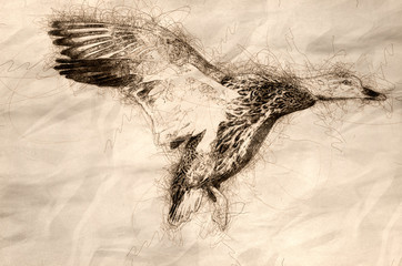 Canvas Print - Sketch of a Mallard Duck Landing on the Cool Water