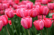 canvas print picture - Menge gleichfarbiger Tulpen
