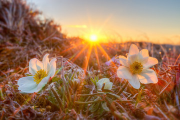 beautiful wild flowers dryad (dryas) on sunset background. blooming white flowers in the tundra and 
