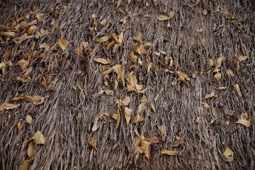 Canvas Print - anthill in the forest