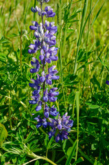 Poster - wildflowers growing during summer in Iceland,  Arctic lupine or subalpine lupine