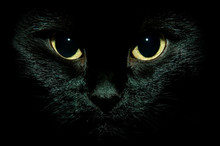 Black Cat Eyes Watch Isolated On Black Background