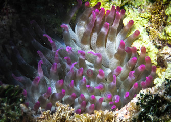 Poster - A giant Caribbean Sea anemone (Condylactis gigantea) with bright purple tips on a coral reef in the Caribbean Sea.