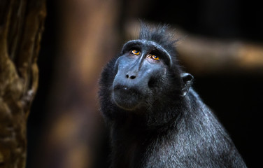 Poster - A Celebes crested macaque (also called a Sulawesi macaque or a crested black macaque, Macaca nigra) looks towards the canopy in a dark forest.