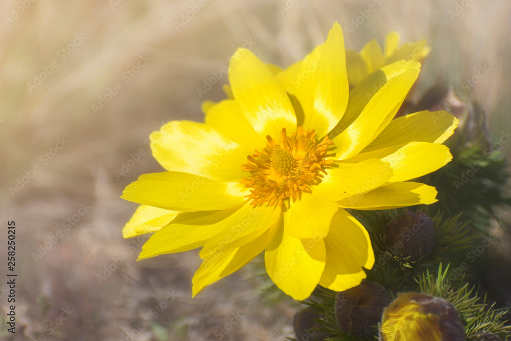 Yellow Pheasant's eye. A large flower of Adonis vernalis on the spring meadow - obrazy, fototapety, plakaty 