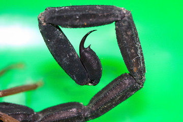 Wall Mural - The stinger of a scorpion (Diplocentrus sp.) photographed against a green background in Belize.