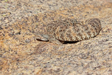 Speckled Rattlesnake (Crotalus Mitchellii)