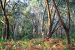 Forest scenery in the Greens Bush area of the Mornington Peninsula, Victoria, Australia.