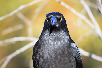 Wall Mural - Black currawong (Strepera fuliginosa) in the Blue Mountains National Park, Australia.