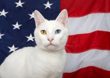 Portrait Of A White Cat With Heterochromia (odd-eyes) Looking Directly At Viewer. American Flag In Background. Patriotic Animal Theme.