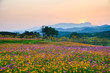© Mumemories - Colorful cosmos flower blooming on hill