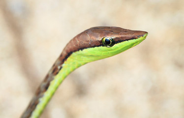 Sticker - A brown vine snake (Oxybelis aeneus) up close in Costa Rica.