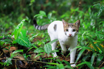 Poster - A white house cat walk along the jungle floor in Costa Rica.