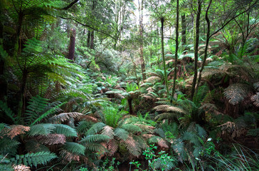 Canvas Print - Large ferns, tree ferns, and eucalyptus trees in the Great Otway National Park, Victoria, Australia.