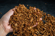 © Lili.Q - Hand holding tobacco close-up