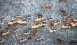 A colony of army ants (subfamily Ecitoninae) carries eggs to a new nest location. Tortuguero National Park, Costa Rica.