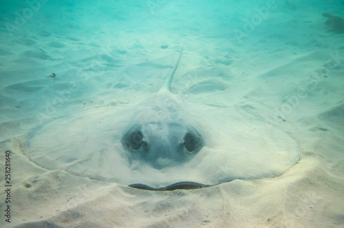 A Caribbean Whiptail Stingray Himantura Schmardae Rests On The