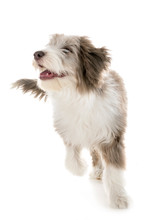 Puppy Bearded Collie