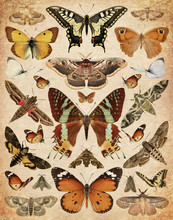 Butterflies And Moths. Old Paper Textured Background