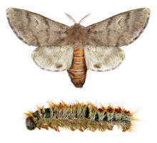 Pine Processionary Moth, Thaumetopoea Wilkinsoni (Lepidoptera: Thaumetopoeidae). Adult Moth And Larva Isolated On A White Background
