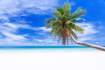 Palm tree on tropical paradise beach with turquoise blue water and blue sky.selective focus.