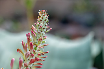 Wall Mural - Succulent plant. Euphorbia ritchiei 'Tricolor jade'