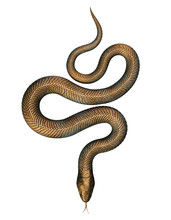 Bronze Snake Isolated On White Background. 3D Illustration