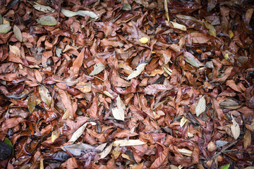 Dry leaves on the ground forest abstract texture background