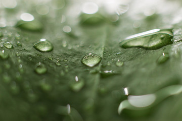 Large beautiful drops of transparent rain water on a green leaf macro. Drops of dew in the morning glow in the sun. Beautiful leaf texture in nature. Natural background