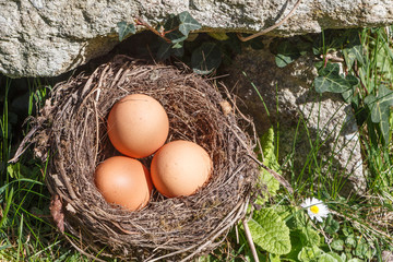 Nest with three hen eggs in a garden for Easter