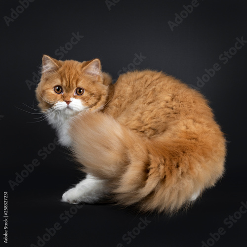Cute Red With White British Longhair Cat Kitten Walking Turning