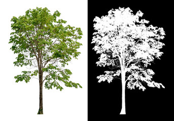 Poster - isolated tree on white background