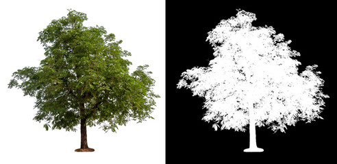 isolated tree on white background