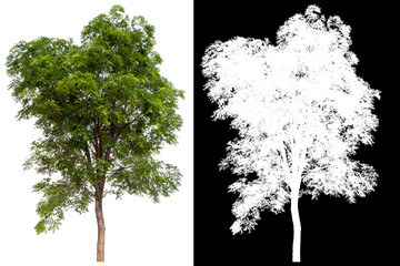 Leinwandbilder - isolated tree on white background